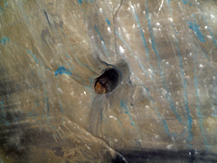 Devil's Hole Cave photo 06