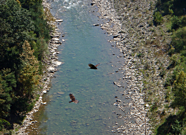 Turkey Vulters in Letchworth State Park