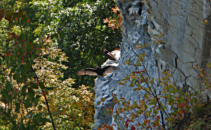 Turkey Vulters in Letchworth State Park
