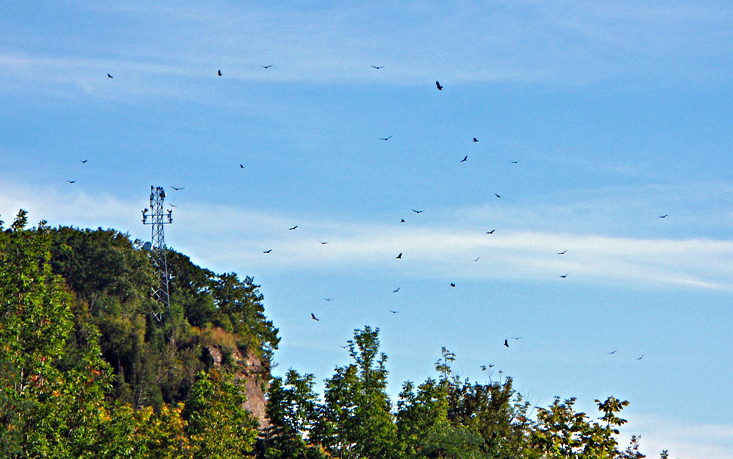Turkey Vulters in the Niagara Gorge